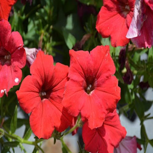 Red Petunia Flower Seeds