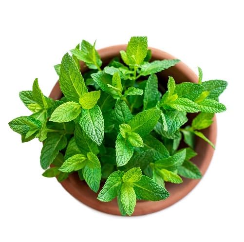 Green Mint Plant Seeds herb seeds - sustainable gardening, high germination garden seeds