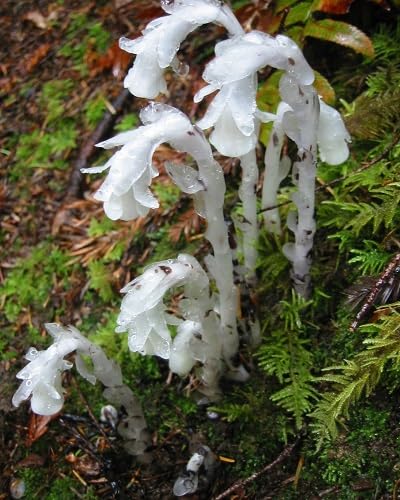 White Calceolaria uniflora Flower Seeds