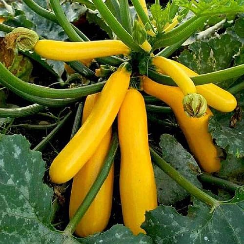 Squash Yellow vegetable seeds for Home Gardening, Heirloom, Non-GMO, High Germination for kitchen garden planting