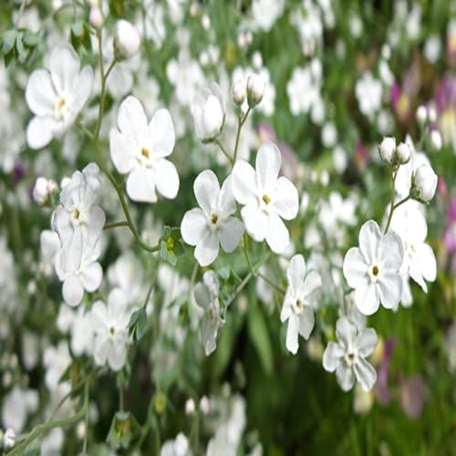 White Omphalodes Flower Seeds