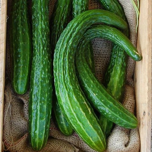Green Long Cucumber vegetable seeds - Heirloom, Organic, Non Gmo Garden Seeds for kitchen garden planting