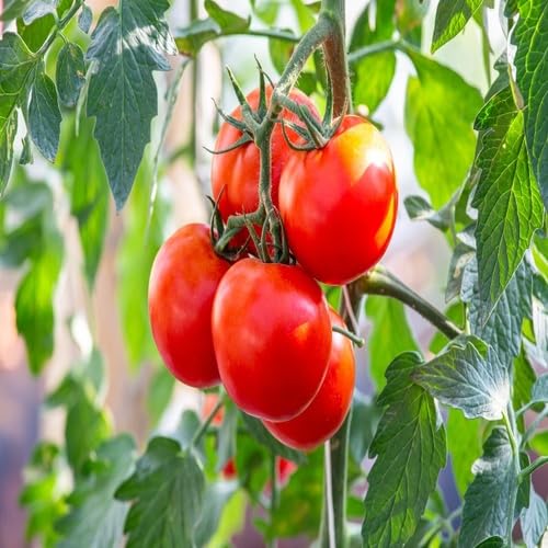 red tomato vegetable seeds