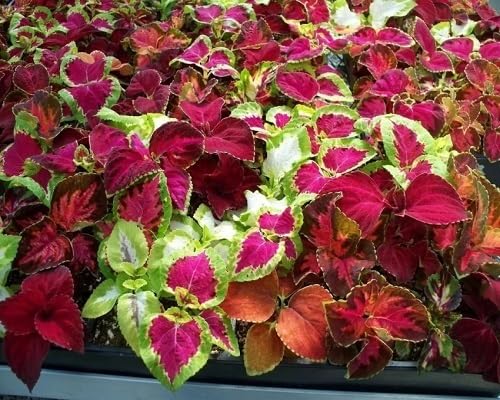 coleus flower seeds mixed