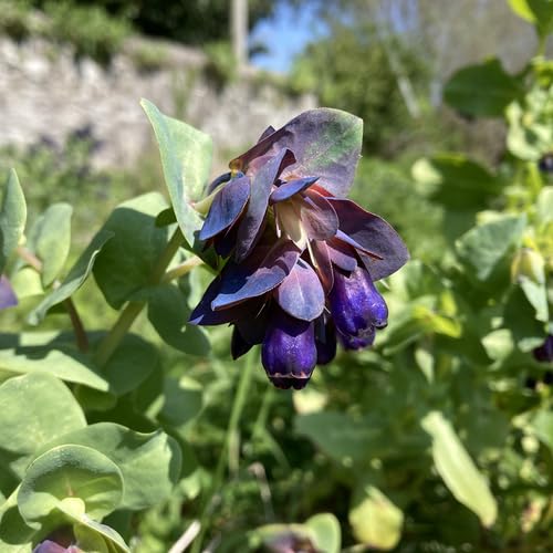 Purple Cerinthe Flower Seeds