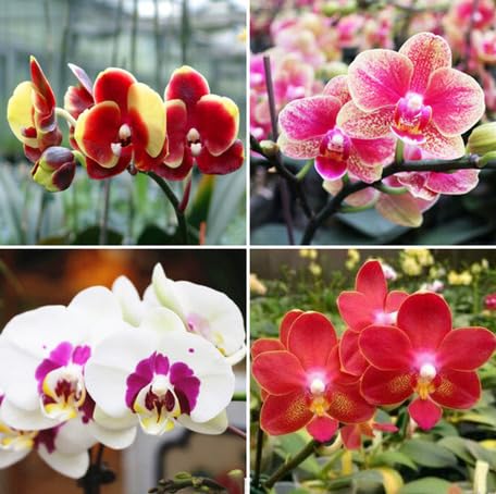Mixed Phalaenopsis Orchid Flower Seeds