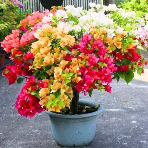 Mix Bonsai Petunia Flower Seeds