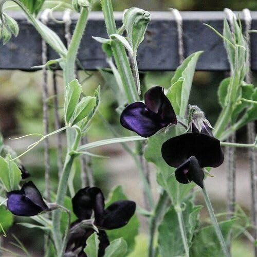 Black Lathyrus Flower Seeds