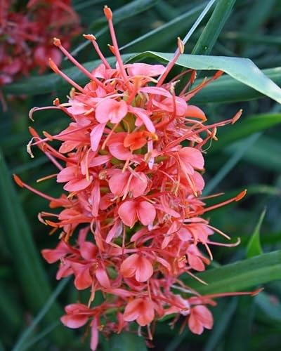 Pink Hedychium Flowers Seeds