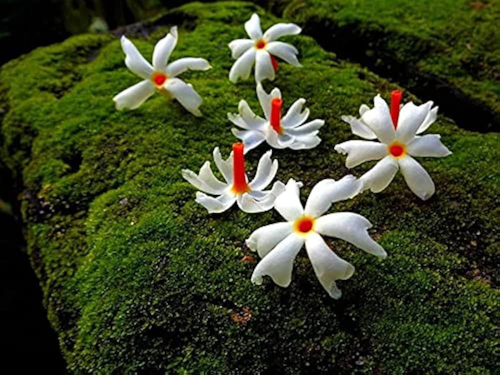 night blooming jasmine cestrum nocturnum flower Fruit