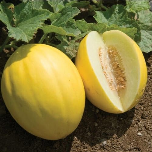Yellow Canary Melon vegetable seeds vegetable seeds for Home Gardening, Easy Grow Farm Fresh Produce for kitchen garden planting