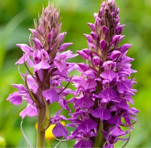 Purple Dactylorhiza Flower Seeds