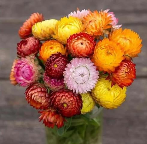 Mix Statice Flower Seeds