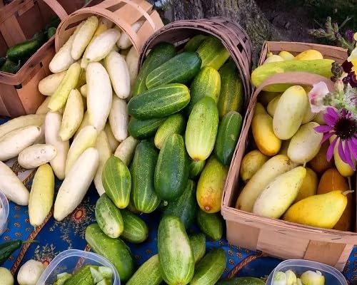 Mixed Cucumber Vegetables Seeds vegetable seeds - Heirloom, Organic, Non Gmo Garden Seeds for kitchen garden planting