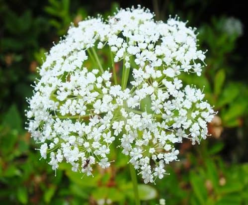 White Aegopodium Flower Seeds