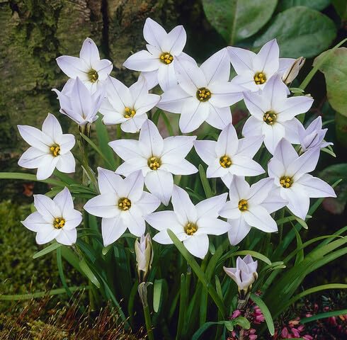white ipheion flower seeds