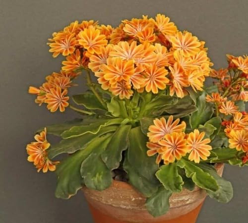 Yellow Orange Lewisia Flower Seeds