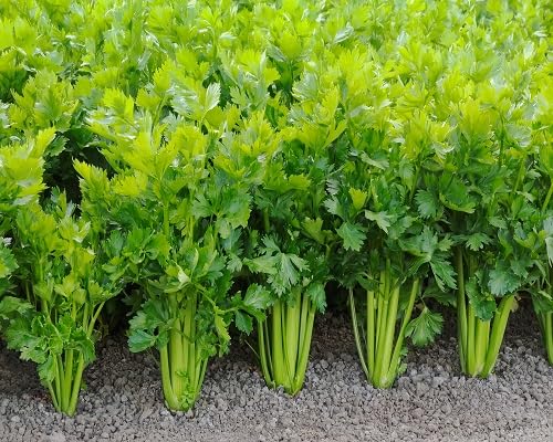 Celery vegetable seeds Green vegetable seeds for Home Gardening, Fresh Seasonal Vegetable Planting for kitchen garden planting