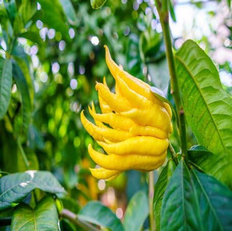 Yellow Buddha Hand fruit seeds for organic garden planting