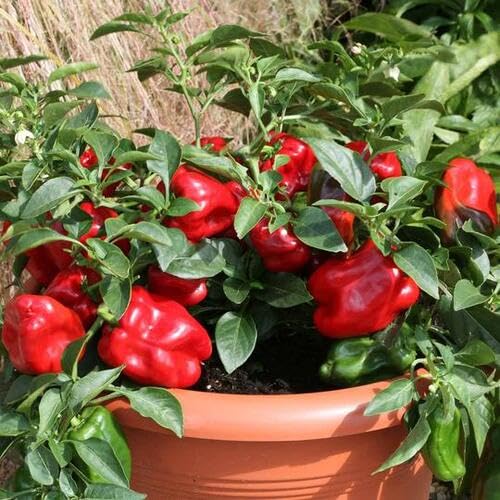 Red Peppers vegetable seeds - Heirloom, Organic, Non Gmo Garden Seeds for kitchen garden planting