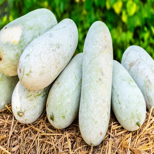 White Benincasa vegetable seeds - Heirloom, Organic, Non Gmo Garden Seeds for kitchen garden planting