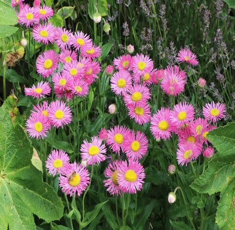 pink erigeron flower seeds