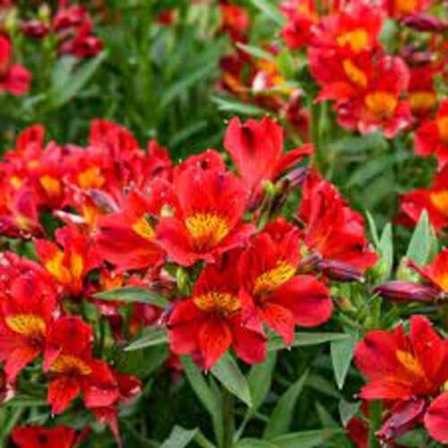 Red Alstroemeria Flower Seeds
