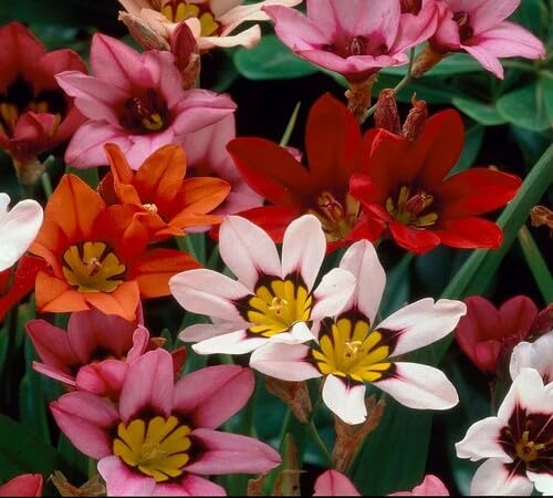 Mixed Sparaxis Flower Seeds
