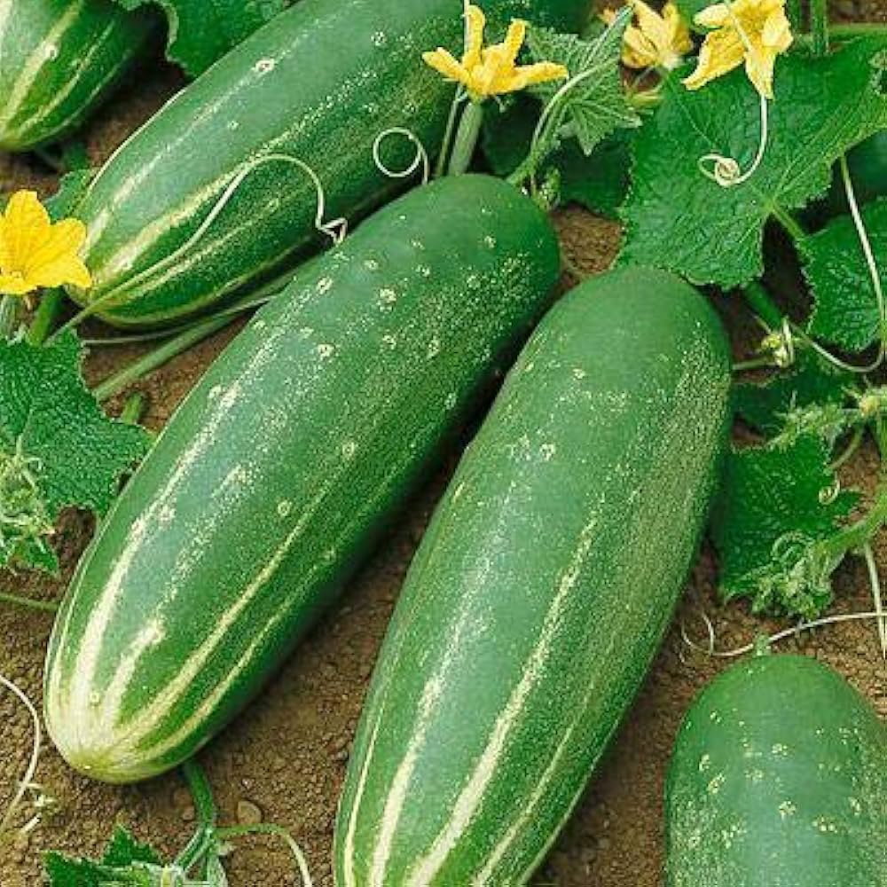 cucumber cucumis sativus vegetable patch Fruit Seeds
