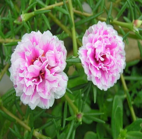 Pink Moss Rose Flower Seeds