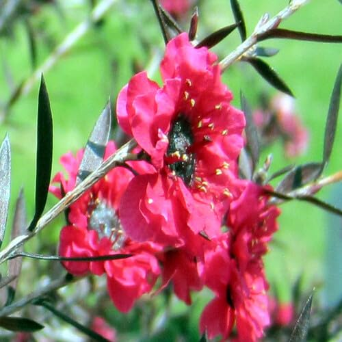 Red Leptospermum Flower Seeds