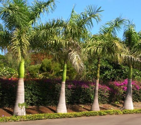 Pack Palm Seeds herb seeds - non gmo, home gardening garden seeds