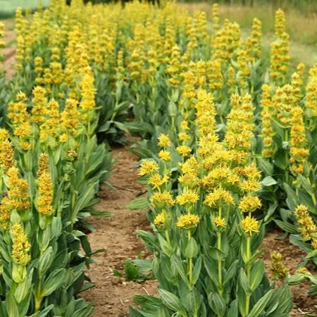 Yellow Gentian Flower Seeds