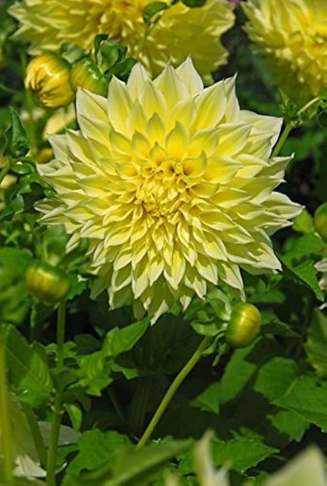 Yellow Dahlia Flower Fresh