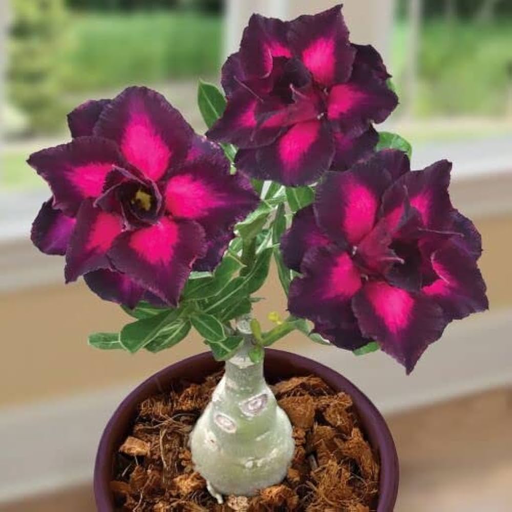 Red Desert Balcony Flower Ornamental Potted Plants Grow Flower Seeds