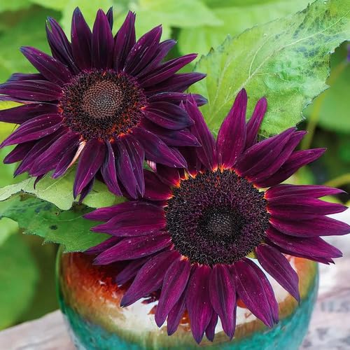 Purple Sunflower Seeds