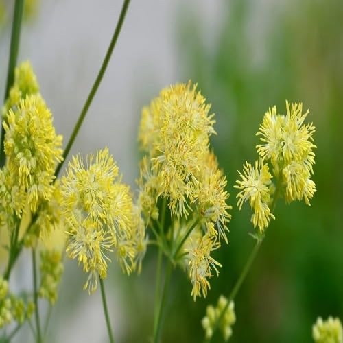 Yellow Thalictrum Flower Seeds