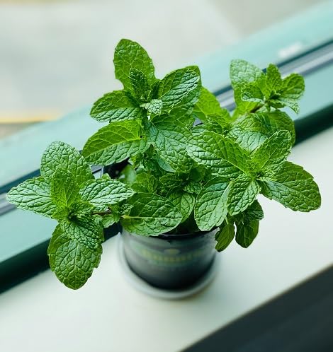 Green Mint Plant Seeds herb seeds - high germination, backyard growing garden seeds