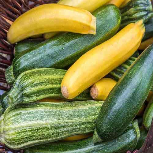 Green Yellow Squash vegetable seeds - Heirloom, Organic, Non Gmo Garden Seeds for kitchen garden planting