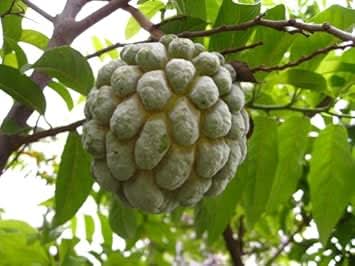 green annona squamosa fruit for tropical Fruit Seeds