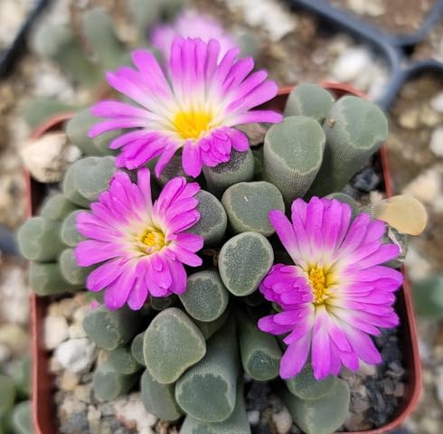 Pink Frithia pulchra Flower Seeds