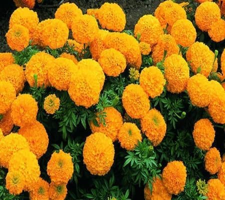 Marigold Flower Seeds