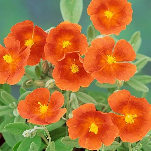 Orange Thyme Flowers Seed.