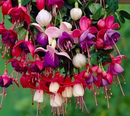 Fuchsia Flower Seeds