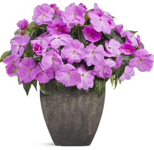 Violet Guinea Impatiens Flower Seeds