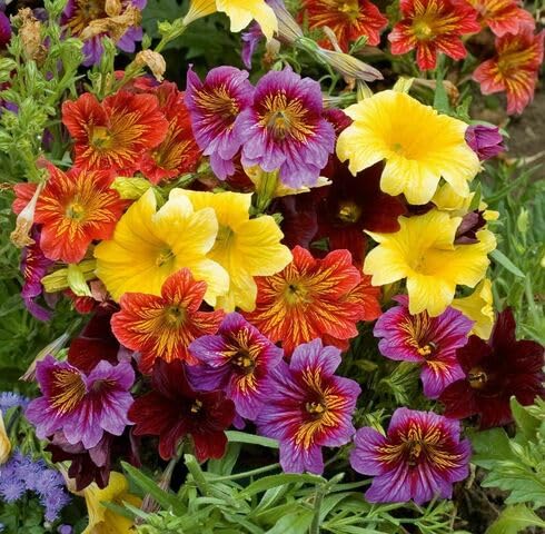 Mixed Salpiglossis Flower Seeds