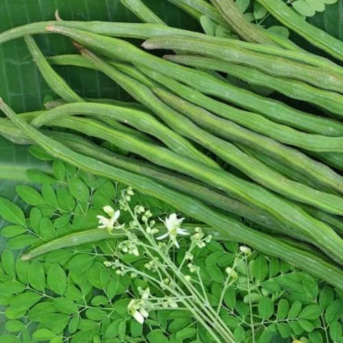 Green Moringa vegetable seeds for Home Gardening, Organic Raised Bed Garden Favorite for kitchen garden planting