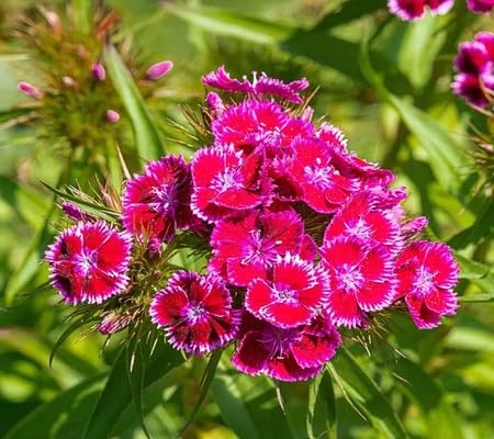 Dianthus Flower Seeds