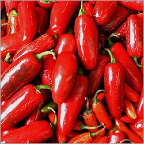 Red Guajillo Pepper vegetable seeds - Heirloom, Organic, Non Gmo Garden Seeds for kitchen garden planting