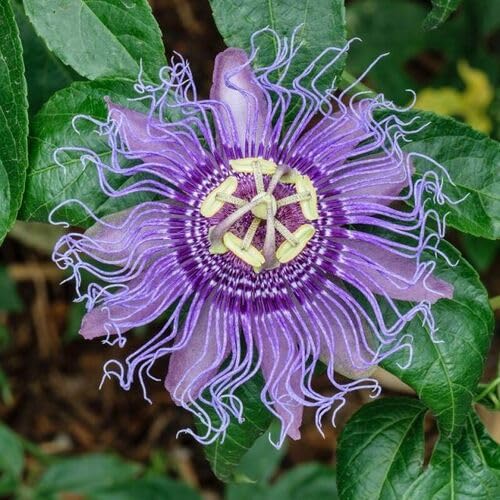 Passiflora Flower Seeds